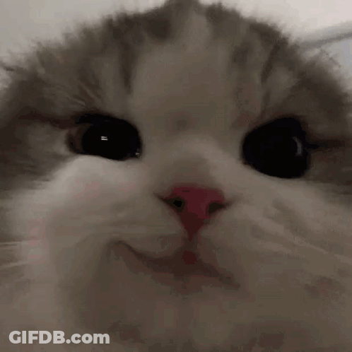 Close Up Of Cat With Pink Nose GIF