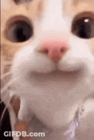 Close Up Of Cat With Pink Nose Smiling GIF