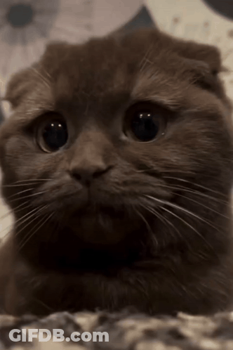 Close Up Of Cat With Serious Look GIF