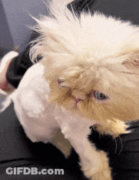 Close Up Of Cat With Shaved Face GIF