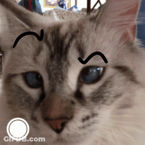 Close Up Of Cat With Smiley Face Drawn On Face GIF