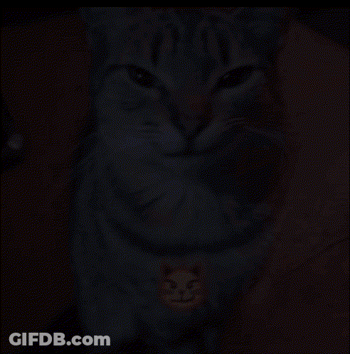 Close Up Of Cat With Smiley Face On Chest GIF