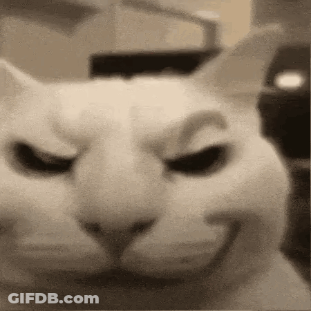 Close Up Of Cat With Smiling Face GIF