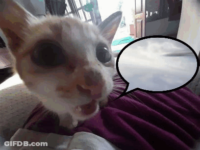 Close Up Of Cat With Speech Bubble GIF