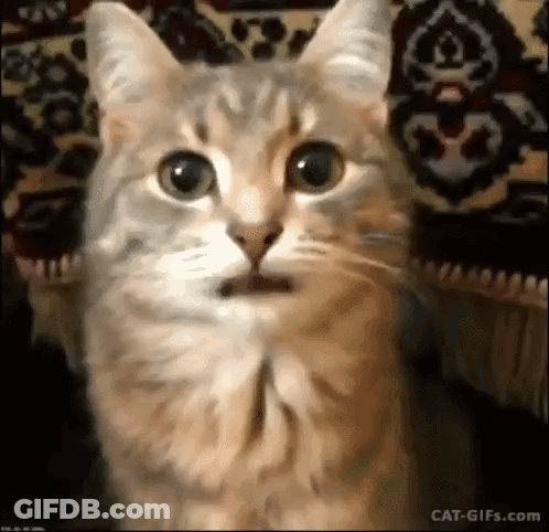 Close Up Of Cat With Surprised Open Mouth GIF