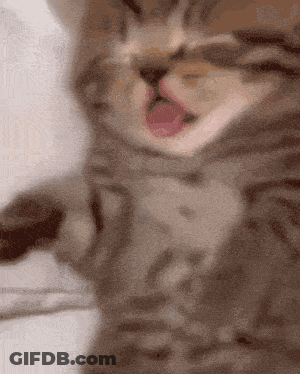 Close Up Of Cat With Tongue Out GIF