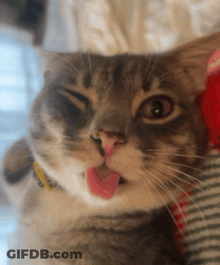 Close Up Of Cat With Tongue Out GIF