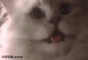 Close Up Of Cat With Tongue Out GIF