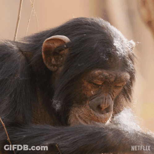 Close Up Of Chimpanzee With Netflix Logo GIF