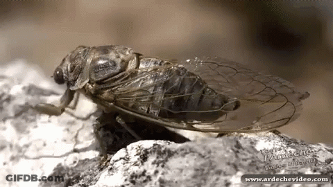 Close Up Of Cicada On Rock GIF