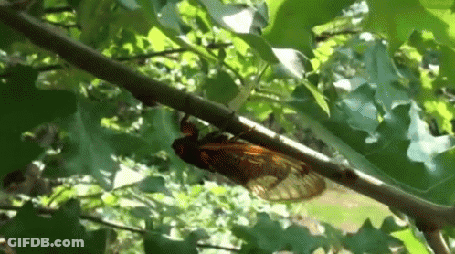 Close Up Of Cicada On Tree Branch GIF