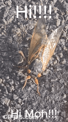 Close Up Of Cicada Saying Hi Mah GIF