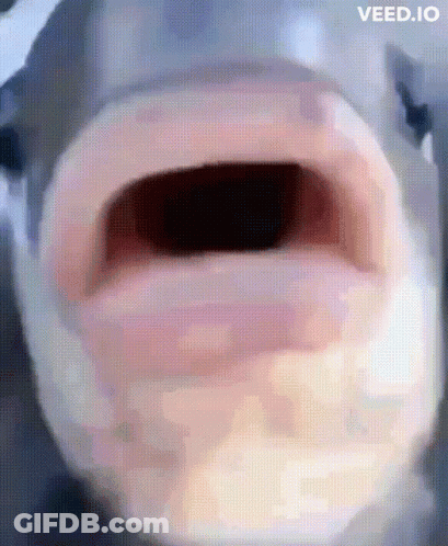 Close Up Of Cow's Open Mouth GIF