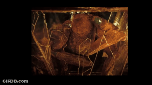 Close Up Of Crab In Container GIF