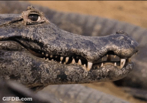 Close Up Of Crocodile Mouth With Teeth GIF