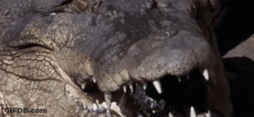 Close Up Of Crocodile Open Mouth GIF