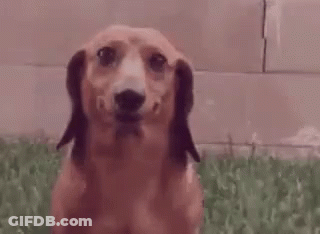 Close Up Of Dachshund Making Funny Face GIF