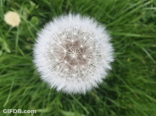 Close Up Of Dandelion In Grass GIF