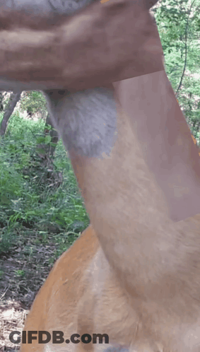Close Up Of Deer Neck With Trees GIF