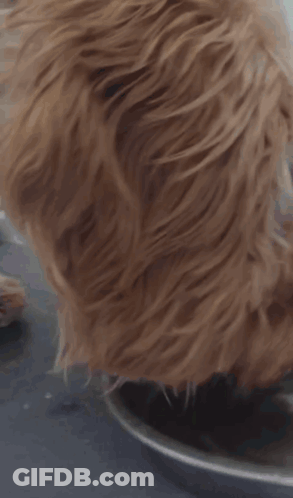 Close Up Of Dog Eating From Plate GIF