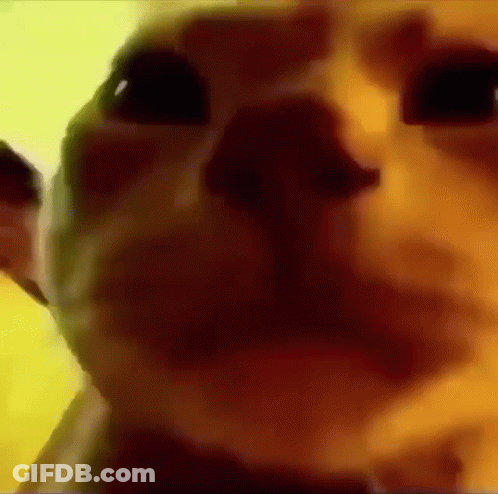 Close Up Of Dog Face GIF