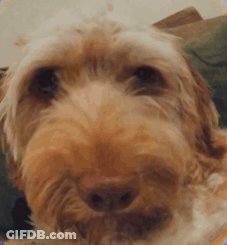 Close Up Of Dog Face Blurred Background GIF
