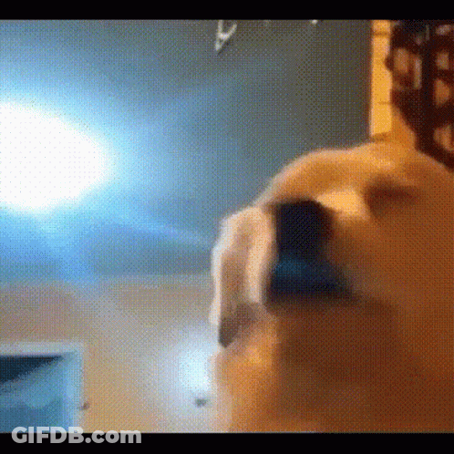 Close Up Of Dog Face In Room GIF