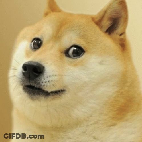 Close Up Of Dog Face Looking At Camera GIF