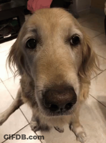 Close Up Of Dog Face On Tile Floor GIF
