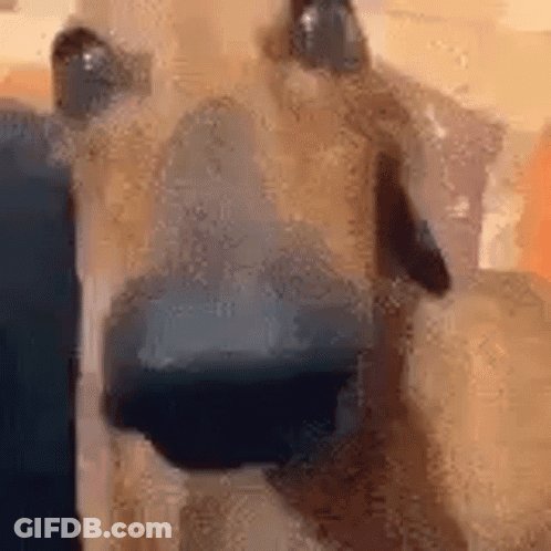 Close Up Of Dog Face GIF