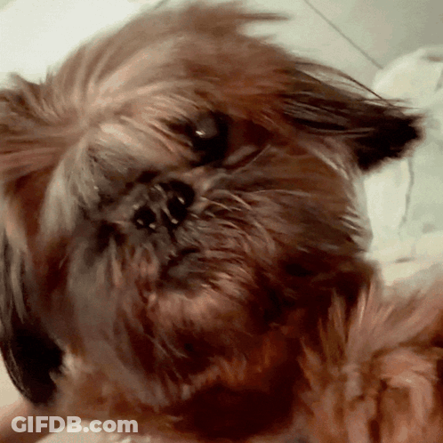 Close Up Of Dog Face With Blurry Background GIF