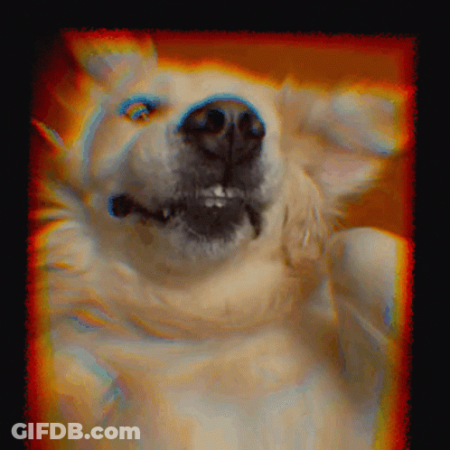 Close Up Of Dog Face With Colorful Background GIF