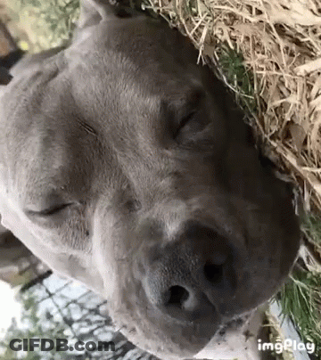Close Up Of Dog Face With Eyes Closed GIF