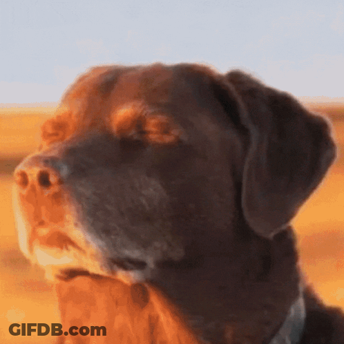 Close Up Of Dog Face With Field GIF