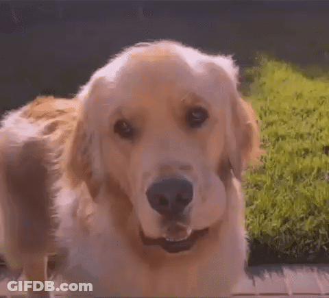 Close Up Of Dog Face With Grassy Background GIF