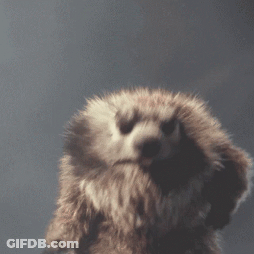 Close Up Of Dog Face With Gray Background GIF