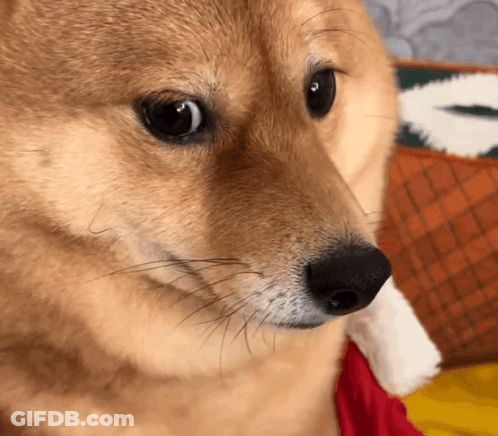 Close Up Of Dog Face With Letter A GIF