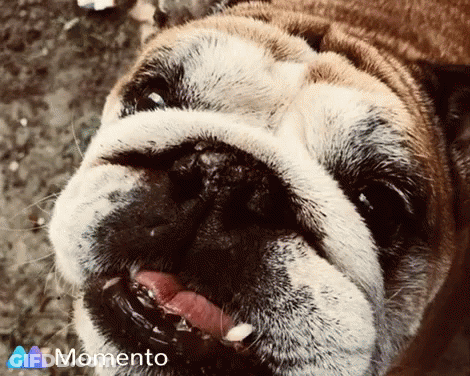 Close Up Of Dog Face With Momento Logo GIF