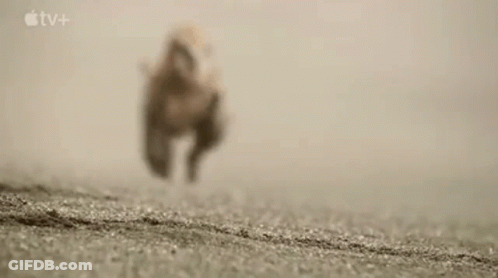 Close Up Of Dog Head With Blurred Background GIF