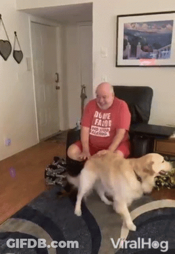 Close Up Of Dog Laying On Back GIF