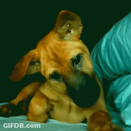 Close Up Of Dog Laying On Bed With Person Behind GIF