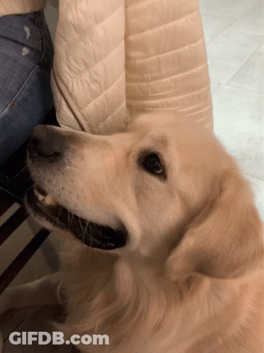 Close Up Of Dog Laying On Chair GIF