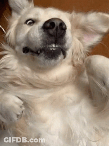 Close Up Of Dog Laying On Its Back GIF