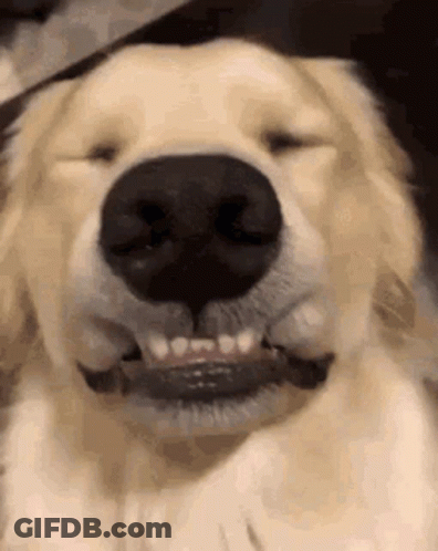 Close Up Of Dog Mouth With Teeth Showing GIF