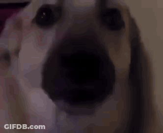 Close Up Of Dog Nose GIF