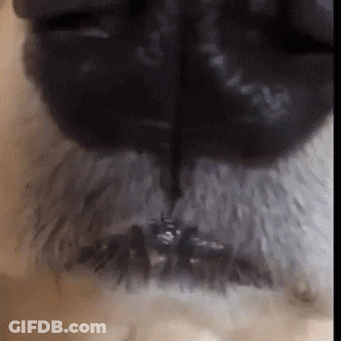 Close Up Of Dog Nose With Black Stripe GIF