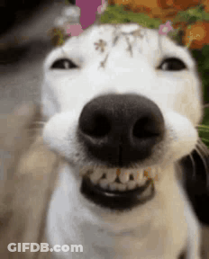 Close Up Of Dog Nose With Flowers GIF