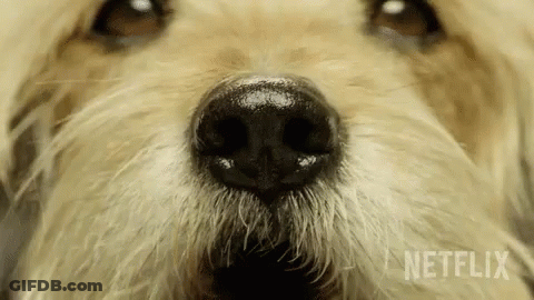 Close Up Of Dog Nose With Netflix GIF