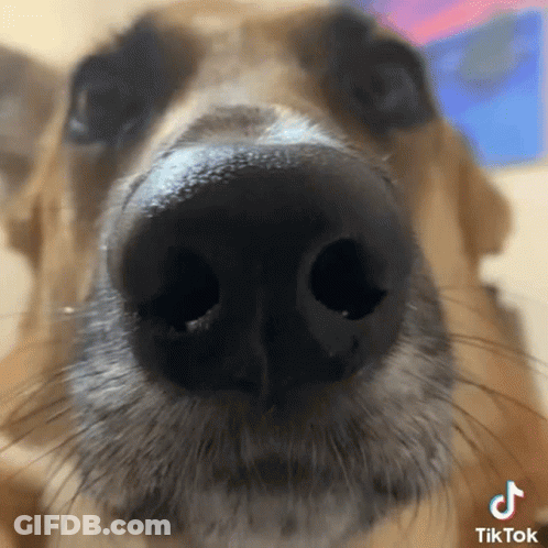 Close Up Of Dog Nose With TikTok Watermark GIF