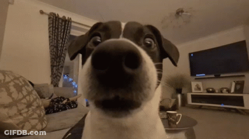 Close Up Of Dog Nose With TV In Background GIF